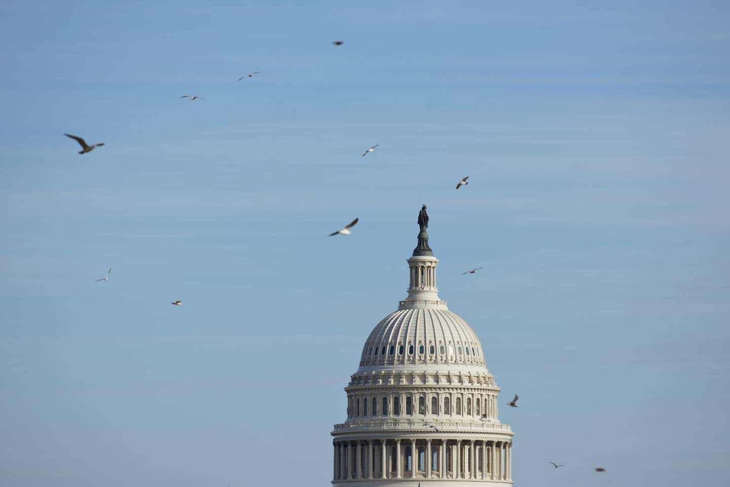 Birds flap across the sky near the Capitol Dome in Washington, D.C., on Dec. 4, 2022.
